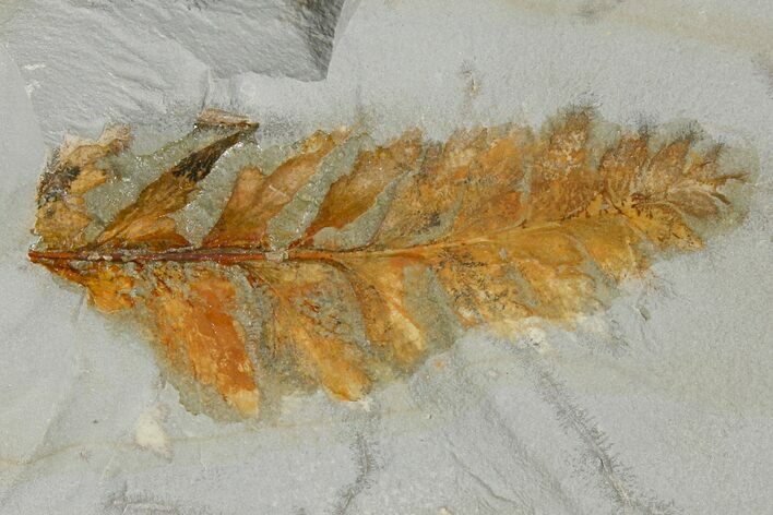 Fossil Fern (Dennstaedtia) - Montana #120839